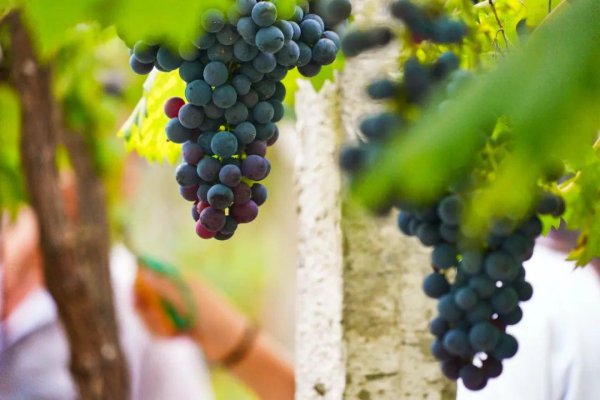 神机策 在崇州，葡萄是边摘边吃的~~~