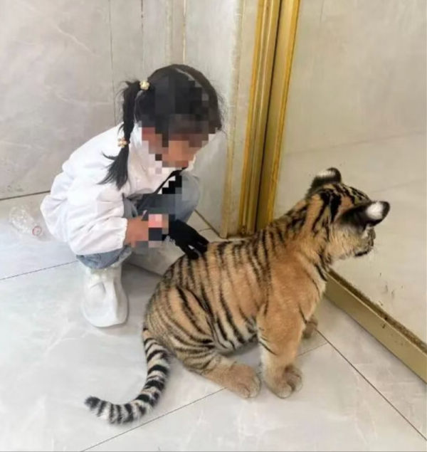 申银策略 广西平南一幼虎咬伤女童续：涉事场馆称暂停营业，正协商赔偿