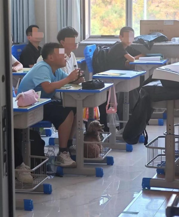 量华网 初中生带宠物狗上课？班主任：系生物开学第一课，破例允许